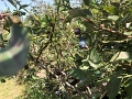 Kids_BlaseFarm_7-2020 (5)